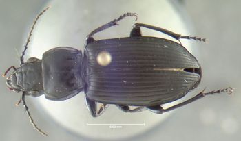Media type: image;   Entomology 600404 Aspect: habitus dorsal view